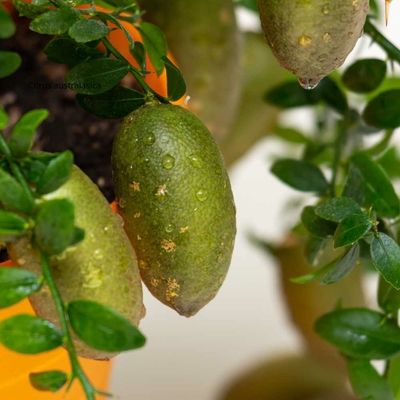 Citrus australasica la jardinerie de pessicart nice 06 (2)