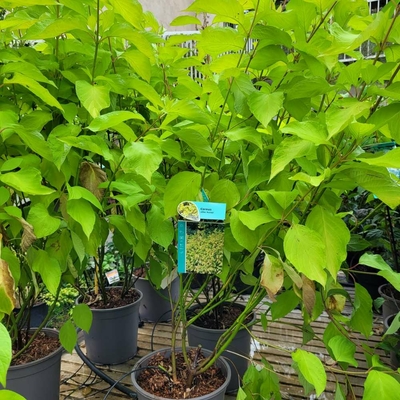 Cornus alba Aurea - Cornouiller blanc 'Aurea' la jardinerie de pessicart nice 06