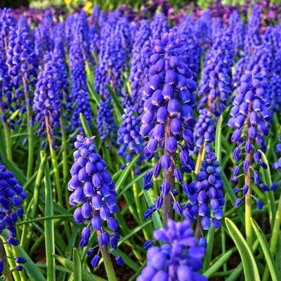 Muscaris  fleurs - la jardinerie de pessicart nice 06