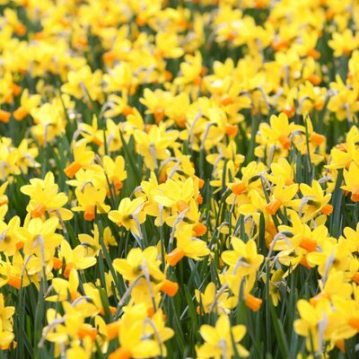 Narcisses fleurs jaune la jardinerie de pessicart nice 06