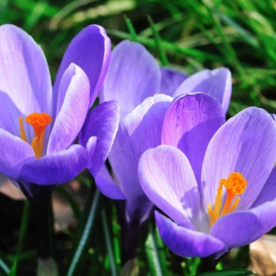 Votre jardinerie au cœur de Nice Livraison GRATUITE sur Nice