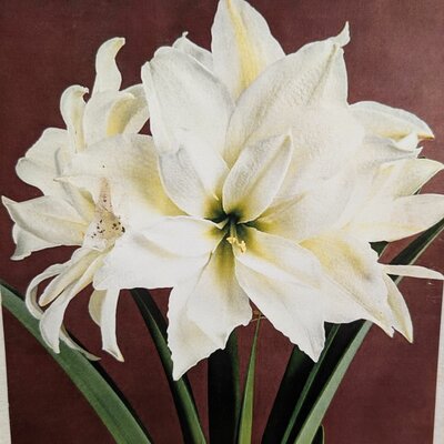 amaryllis blanche - la jardinerie de pessicart nice 06