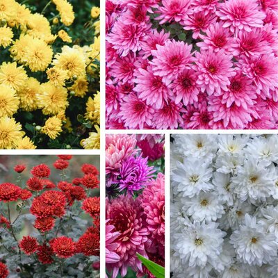 Chrysanthemum × grandiflorum la jardinerie de pessicart nice 06