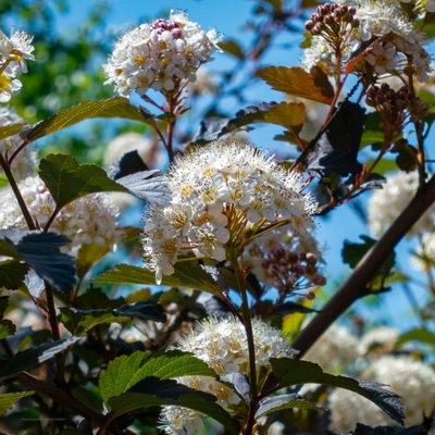 Physocarpus opulifolius Diabolo fleur _ la jardinerie de Pessicart Nice 06100