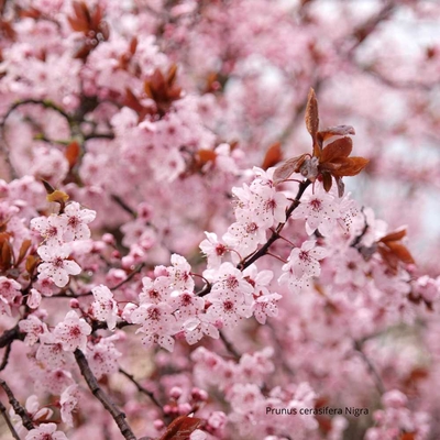 Prunus cerasifera Nigra fleurs_ la jardinerie de Pessicart Nice 06100