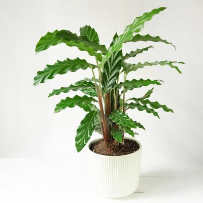 Calatea Rufibarba _ la jardinerie de Pessicart Nice 06100