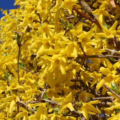 Forsythia int. Week-end _ la jardinerie de Pessicart Nice 06100