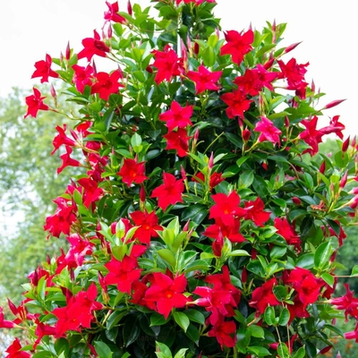 dipladénia rouge - la jardinerie de Pessicart Nice 06100