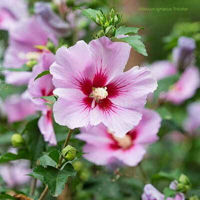 Hibiscus syriacus Tricolor _ la jardinerie de Pessicart Nice 06100