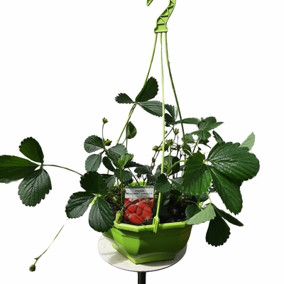 FRAISIERS SUSPENSION_ la jardinerie de Pessicart Nice 06100