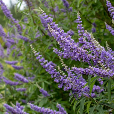 Vitex Delta Blues _ la jardinerie de Pessicart Nice 06100