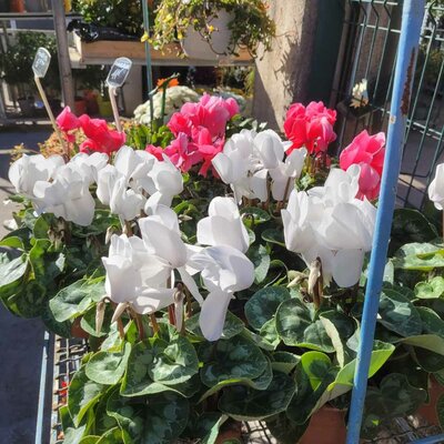 Cyclamen pot 2 litres_la jardinerie de Pessicart Nice 06100 (1)
