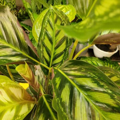 Calathea veitchiana Flamestar _la jardinerie de pessicart nice 06 LIVRAISON GRATUITE
