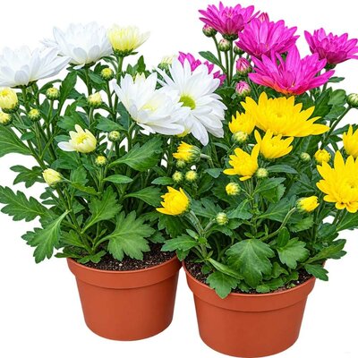 Chrysanthèmes x Grandiflorum pot de 1.5 litre _la jardinerie de pessicart nice 06 LIVRAISON GRATUITE