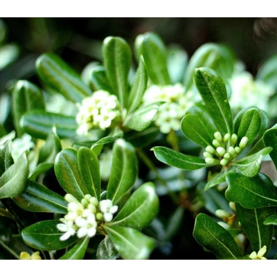 Pittosporum