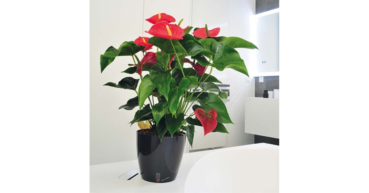 Pot Réserve D'eau BLOOM Sable 38 Cm