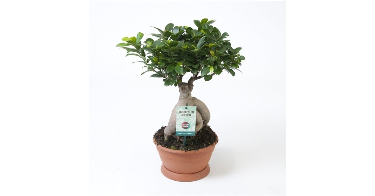 Ficus Microcarpa Ginseng En Pot - Plante Verte D'intérieur Made In Italy, Hauteur 50 Cm, Pot 17 Cm - 14