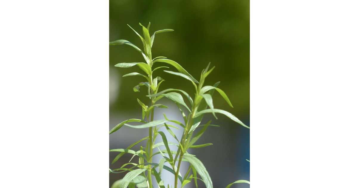 Artemisia Dracunculus -- Estragon | Garten Pflanzen Blumen Gartenbetriebe Gärtnereien