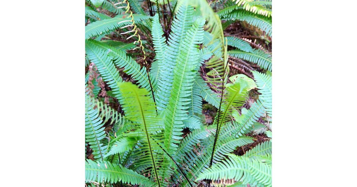 Fougère Blechnum Silver Lady – Plante D'Intérieur Élégante En Pot | Fougère Argentée Délicate – Idéale Cadeau