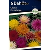 Poch. 6 Dahlias CACTUS en mélange cal.II 8€60 X 1