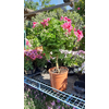 pelargonium