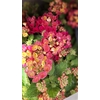 lantana rouge