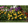 gazania rampant