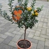 clementinier citrus clementina  - La jardinerie de pessicart nice - Livraison a domicile nice 06 plantes vertes terres terreaux jardinage arbres cactus