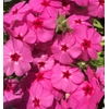 phlox4