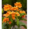 crossandra infundibuliformis la jardinerie de pessicart Nice livraison gratuite 4