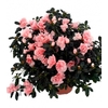 azalee saumon la jardinerie de pessicart