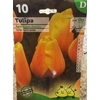 La jardinerie de Pessicart Bulbes les doigts verts Tulipes Apeldoorn Beauty 10