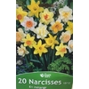 La jardinerie de Pessicart Bulbes les doigts verts Narcisses en melange 20