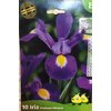 La jardinerie de Pessicart Bulbes les doigts verts Iris Professor Blaauw 10
