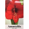 la jardinerie de pessicart Amaryllis bulbes les doigts verts (4)