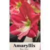 la jardinerie de pessicart Amaryllis bulbes les doigts verts (1)