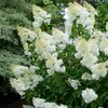 hortensia-paniculata-grandiflora.blanc la jardinerie de Pessicart NICEjpg