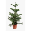 araucaria-heterophylla-h90-p21