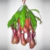 nepenthes 2- La jardinerie de pessicart nice - Livraison a domicile nice 06 plantes vertes terres terreaux jardinage