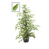 ficus benjamina twilight - La jardinerie de pessicart nice - Livraison a domicile nice 06 plantes vertes terres terreaux jardinage