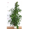 ficus benjamina exotica - La jardinerie de pessicart nice - Livraison a domicile nice 06 plantes vertes terres terreaux jardinage