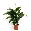 fleur de lune Spathiphyllum- La jardinerie de pessicart nice - Livraison a domicile nice 06 plantes vertes terres terreaux jardinage arbres cactus