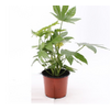 Fatsia japonica - La jardinerie de pessicart nice - Livraison a domicile nice 06 plantes vertes terres terreaux jardinage plantes potageres potager