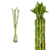 lucky bamboo bambou - canne chinoise -  La jardinerie de pessicart nice - Livraison a domicile nice 06 plantes vertes terres terreaux jardinage arbres cactus