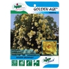 rosier golden age - La jardinerie de pessicart nice - Livraison a domicile nice 06 plantes vertes terres terreaux jardinage arbres cactus
