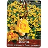 rosier grimpant jaune fleurs groupees - La jardinerie de pessicart nice - Livraison a domicile nice 06 plantes vertes terres terreaux jardinage arbres cactus