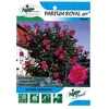 rosier grimpant parfum royal - La jardinerie de pessicart nice - Livraison a domicile nice 06 plantes vertes terres terreaux jardinage arbres cactus