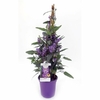 glycine australienne hardenbergia - La jardinerie de pessicart nice - Livraison a domicile nice 06 plantes vertes terres terreaux jardinage arbres cactus plantes fleuries cadeaux