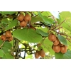 kiwi actinidia - La jardinerie de pessicart nice - Livraison a domicile nice 06 plantes vertes terres terreaux jardinage arbres cactus