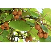 kiwi actinidia - La jardinerie de pessicart nice - Livraison a domicile nice 06 plantes vertes terres terreaux jardinage arbres cactus